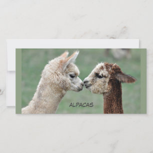 Fotokaart van Alpacas