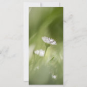 Fotokaart van Daisy natuur (Voorkant)