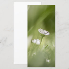 Fotokaart van Daisy natuur