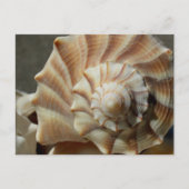 Fotokaart van de schelp van de bliksemwulk briefkaart (Voorkant)