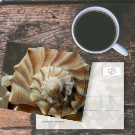 Fotokaart van de schelp van de bliksemwulk briefkaart