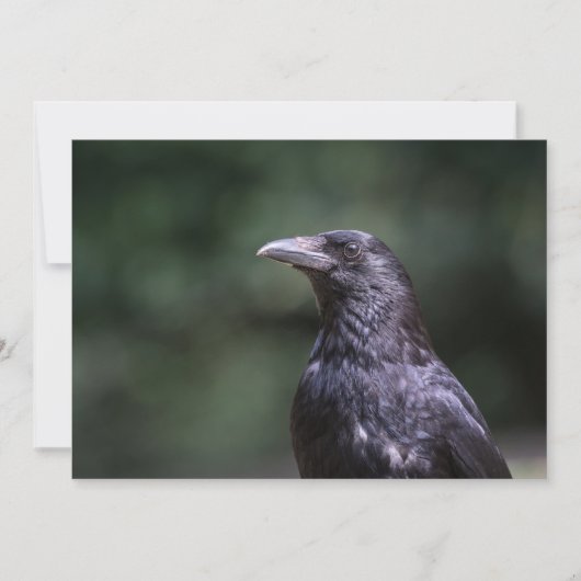 Fotokaart voor de natuur van kroonvogel (Voorkant)