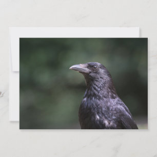 Fotokaart voor de natuur van kroonvogel