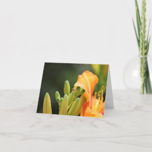 Fotokaart, zweefvlieg op oranje lelie