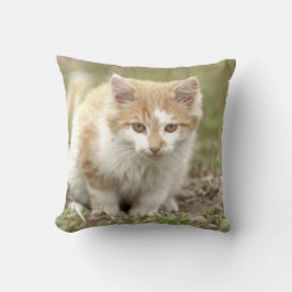 Fotokat, dieren en kussen