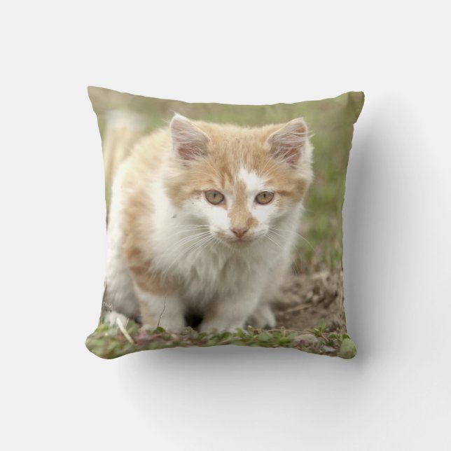 Fotokat, dieren en kussen (Voorkant)