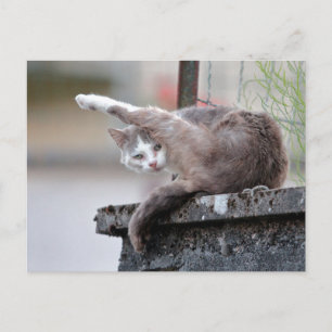 Fotokat , huisdier , dieren . briefkaart