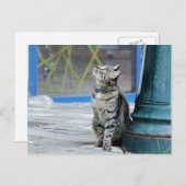 Fotokat , huisdier , dieren . briefkaart (Voorkant / Achterkant)