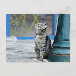 Fotokat , huisdier , dieren . briefkaart