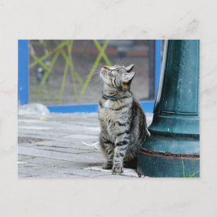 Fotokat , huisdier , dieren . briefkaart