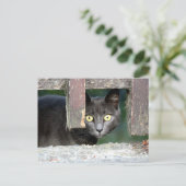 Fotokat , huisdier , dieren . briefkaart (Staand voorkant)