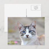 Fotokat , huisdier , dieren . briefkaart (Voorkant / Achterkant)
