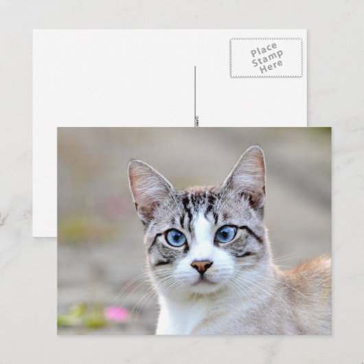 Fotokat , huisdier , dieren . briefkaart (Voorkant / Achterkant)