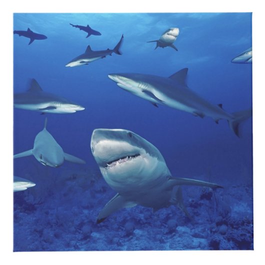 Fotokubus voor haaien (Voorkant)