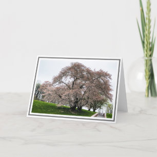 Fotolichtroze Cherry-boom met petals op de grond Kaart