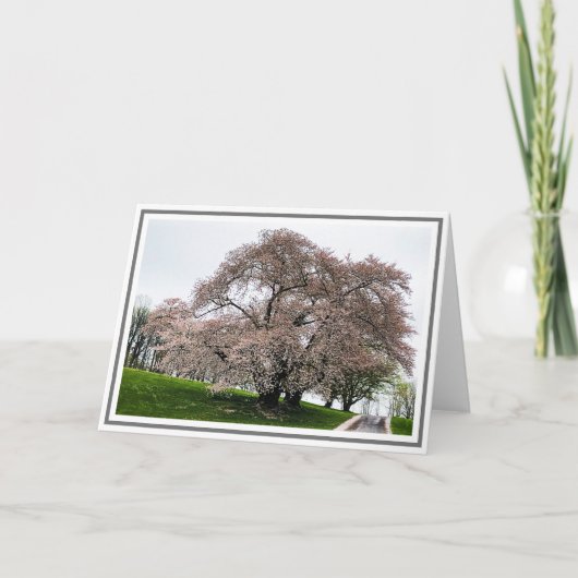 Fotolichtroze Cherry-boom met petals op de grond Kaart (Voorkant)