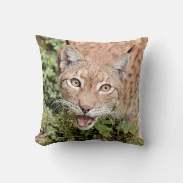 Fotolynx, kat, dieren, kussen en kussen (Voorkant)
