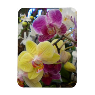 Fotomagneet, geel en roze orchideeën magneet