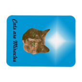 Fotomagneet - Katten zijn Mirakels Magneet (Horizontaal)