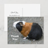 Fotomateriaal van cavia's bedanken briefkaart (Voorkant / Achterkant)