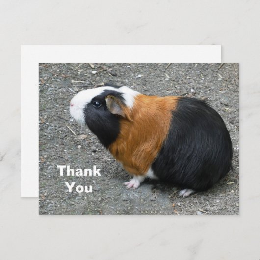 Fotomateriaal van cavia's Bedankt Briefkaart (Voorkant / Achterkant)