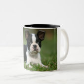 Fotomok Cutest Boston Terrier Tweekleurige Koffiemok (Voorkant rechts)