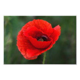 Fotomontage - Papaver Elegantie Foto Afdruk