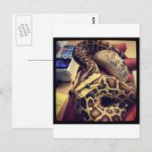 Fotoontwerp van de hypo-baby birmese python. briefkaart (Voorkant / Achterkant)