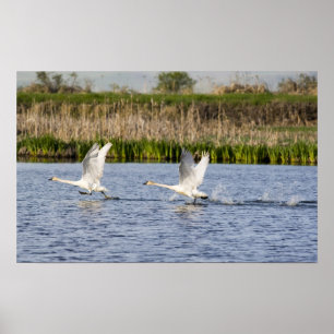 Fotopaartjes van toendra die opstijgen voor poster