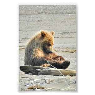 Fotopapier (Satin) met grizzly beer cub Foto Afdruk