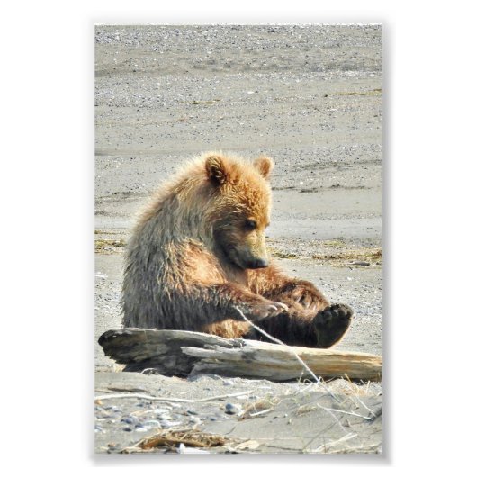 Fotopapier (Satin) met grizzly beer cub Foto Afdruk (Voorkant)
