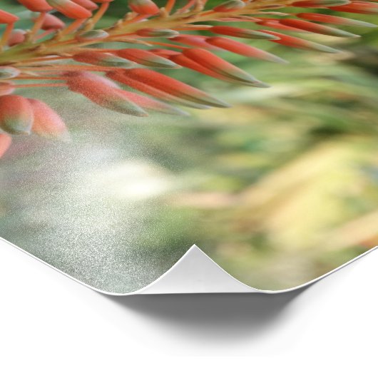 Fotopapier van Aloë Vera Kodak (satijn) Foto Afdruk (Hoek)