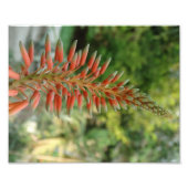 Fotopapier van Aloë Vera Kodak (satijn) Foto Afdruk (Voorkant)