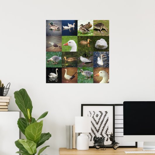 Fotopatchwork - vogels poster (Thuiskantoor)