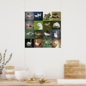 Fotopatchwork - vogels poster (Keuken)