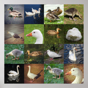 Fotopatchwork - vogels poster