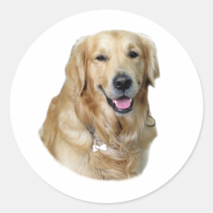 Fotoportret Golden Retriever Ronde Sticker