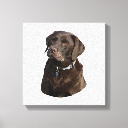 Fotoportret van Chocolate Labrador Canvas Afdruk (Voorkant)