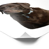 Fotoportret van Chocolate Labrador Foto Afdruk (Hoek)