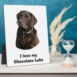 Fotoportret van Chocolate Labrador Fotoplaat