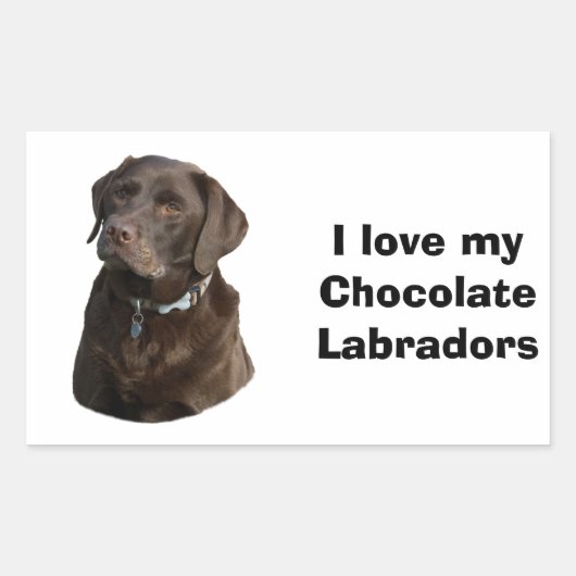 Fotoportret van Chocolate Labrador Rechthoekige Sticker (Voorkant)