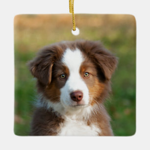 Fotoportret van Cute Australian Shepherd Dog Puppy Keramisch Ornament