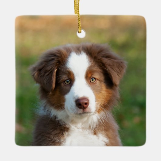 Fotoportret van Cute Australian Shepherd Dog Puppy Keramisch Ornament (Voorkant)