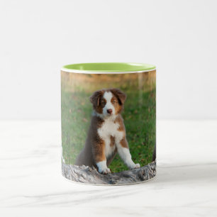 Fotoportret van Cute Australian Shepherd Dog Puppy Tweekleurige Koffiemok