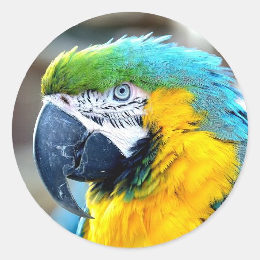 Fotoportret van Parrot Bird Ronde Sticker (Voorkant)