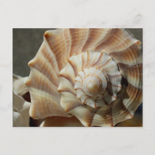 Fotopostkaart met Lightning Whelk-Schelp Briefkaart (Voorkant)