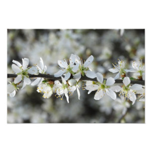 Fotoprint van White Blossoms Foto Afdruk
