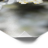 Fotoprint van White Blossoms Foto Afdruk (Hoek)