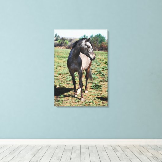 Fotoprofiel Appaloosa Canvas Afdruk (Insitu (Houten vloer))