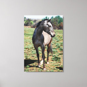 Fotoprofiel Appaloosa Canvas Afdruk
